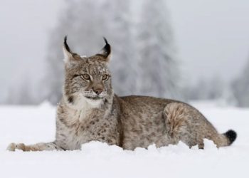 Пенсионерка приютила дикую рысь, спутав её с породистой собакой