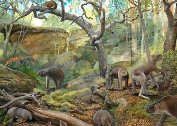 В Австралии найдены три новых вида вымерших гигантских кенгуру