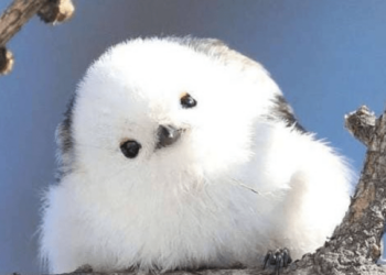 Сима-энага: крошечные птицы в Японии, похожие на ватные шарики