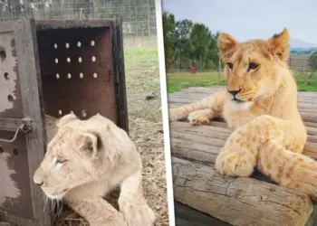 В Африке есть заповедник, где спасённые животные обретают дом