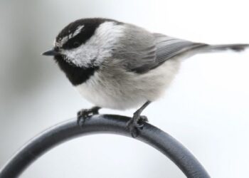 Невероятная память помогает горным синицам выжить в суровых условиях