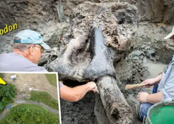 Найден череп мастодонта, возможно, убитого людьми 13 600 лет назад