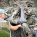 Найден череп мастодонта, возможно, убитого людьми 13 600 лет назад