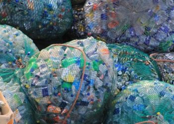 Студентка из Новосибирска обучила моль питаться пластиком