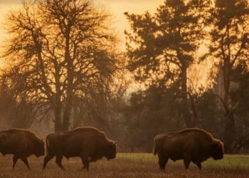 Европейский лесной бизон: герои изменения климата