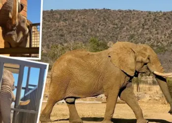 После 40 лет работы в неволе пожилого слона переселили в частный заповедник, где он будет жить свободно