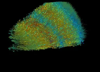 Трёхмерная карта показывает человеческий мозг, как никогда раньше