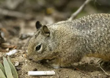 Учёные обнаружили, что примерно 42% калифорнийских сусликов стали плотоядными