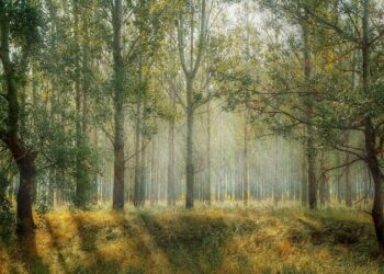 В России разработали нейросеть для поиска заблудившихся в лесу людей