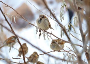 Городам России грозит экологическая катастрофа из-за исчезновения воробьёв