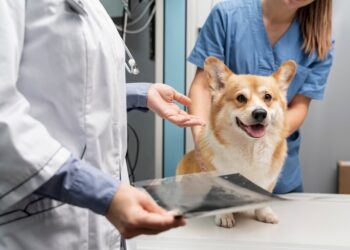 Операции у домашних животных: когда необходимо хирургическое вмешательство