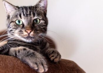 Может ли ваша кошка узнать вас по запаху? Новое исследование показывает, что это вполне вероятно