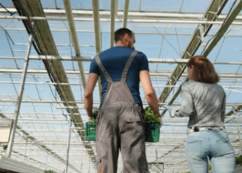 Маркиз и Пергол: как правильно выбрать, установить и обслуживать наружные конструкции